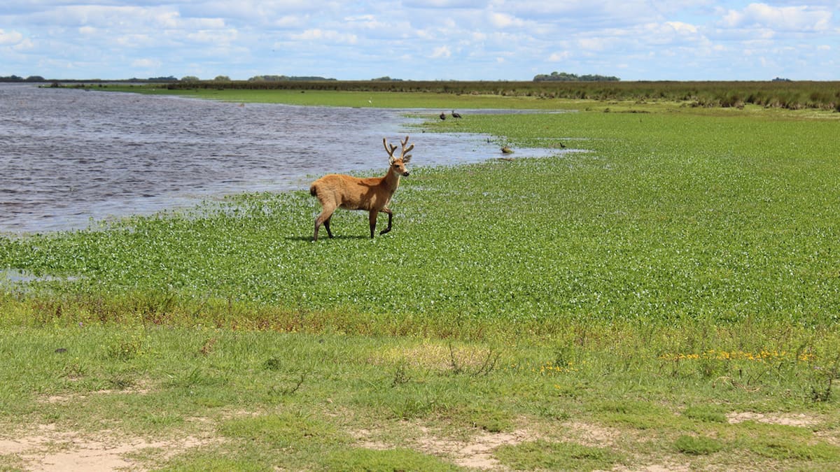Parque Nacional Ciervo de los Pantanos. Foto: Argentina.gob