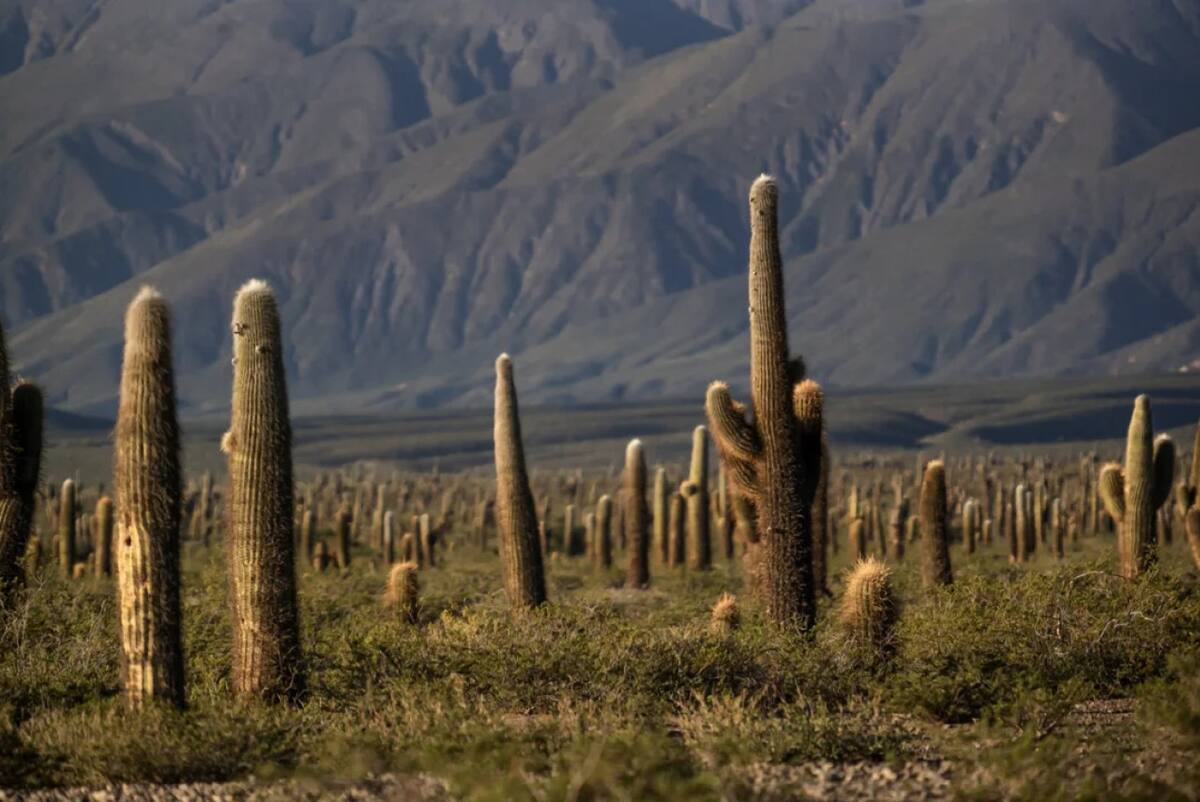 Parque Nacional de los Cardones, Salta. Foto NA.