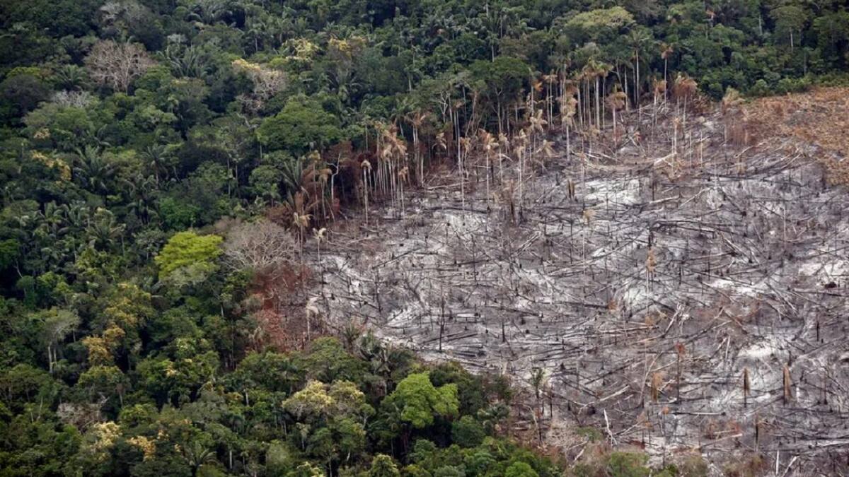 Parque Nacional Natural Tinigua. Foto: EFE