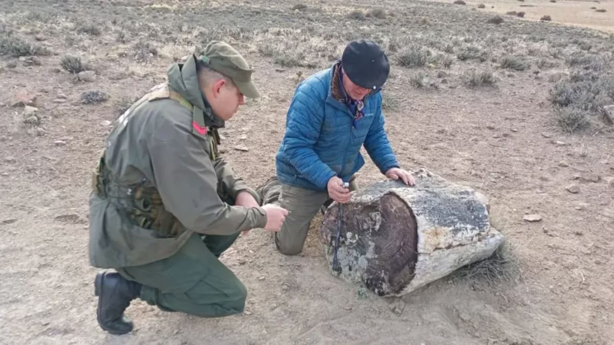 Histórico hallazgo en Río Negro: encuentran un bosque petrificado de 50 millones de años que revela el pasado de la Patagonia