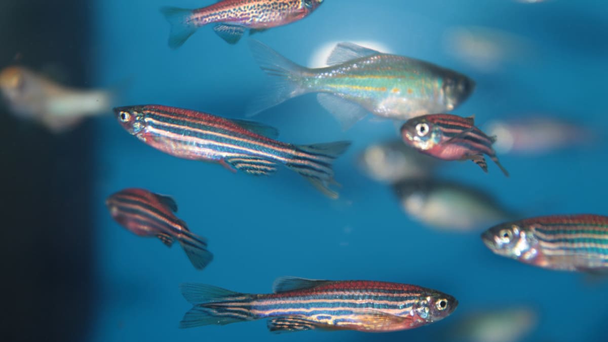 Peces cebra. Fuente: Mispeces.com