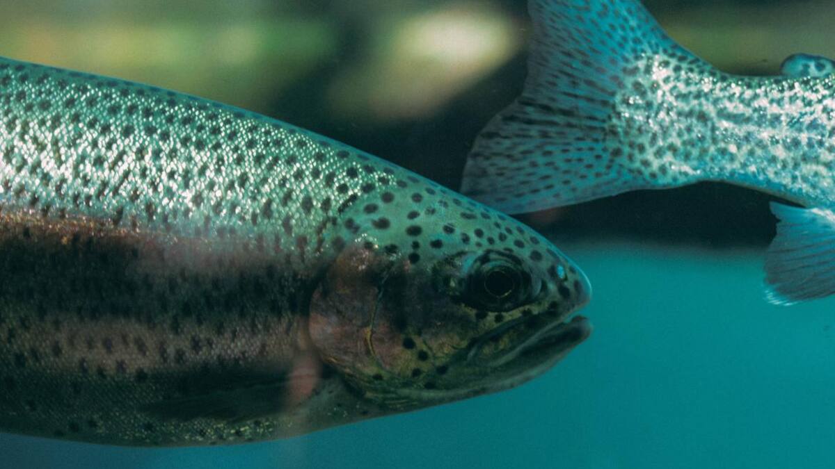 Peces contaminados en la Amazonía brasileña. Foto: Unsplash.