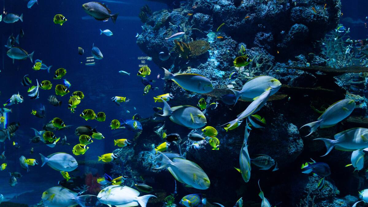 Peces. Foto: Pexels
