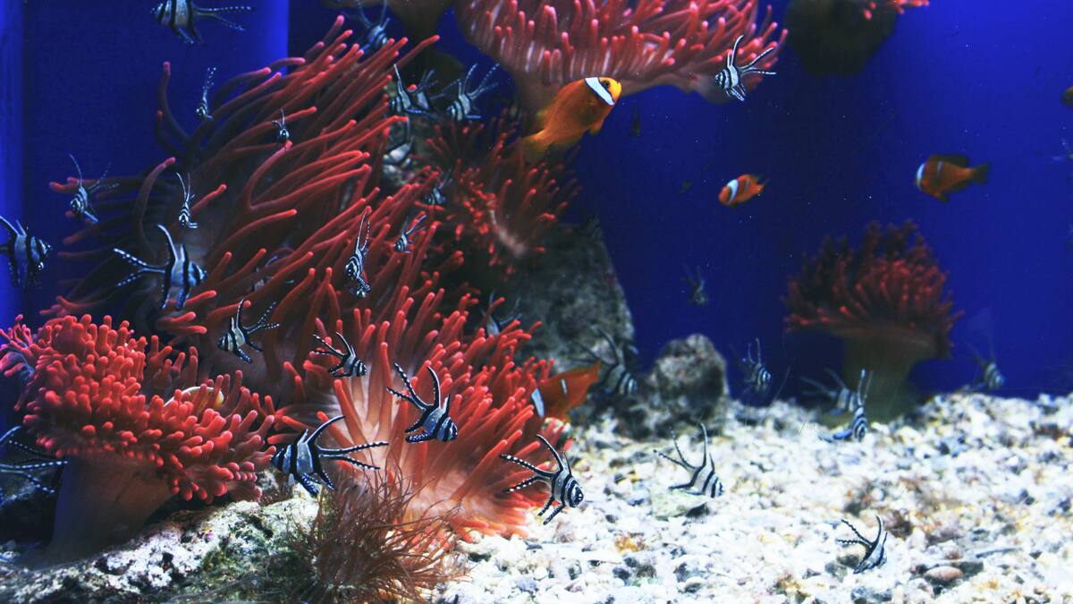 Peces. Foto: Unsplash.