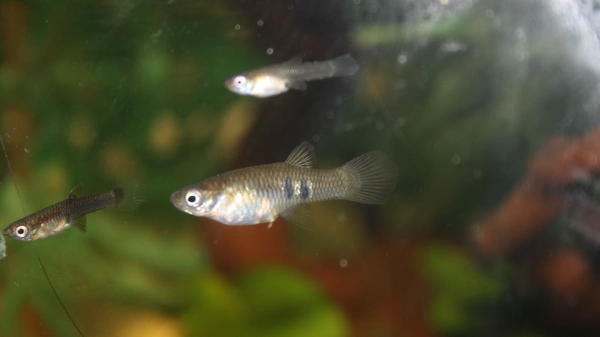 Peces. Fuente: Wikimedia
