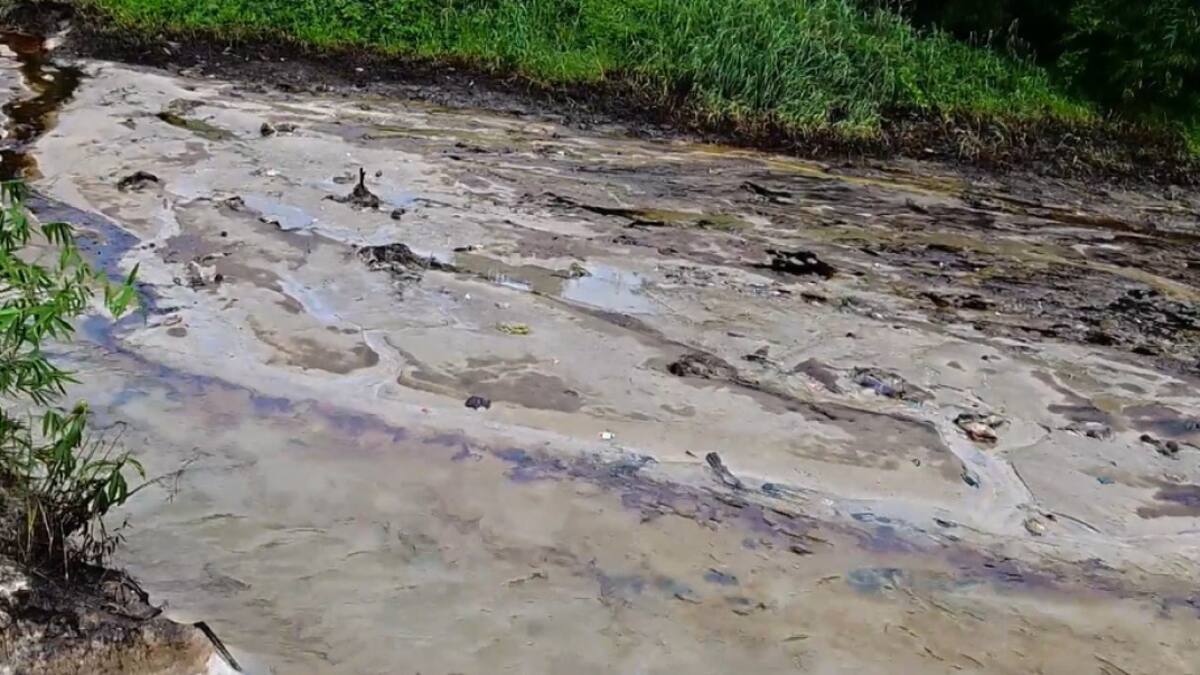 Peces muertos por el petróleo. Foto: captura Ruptly.