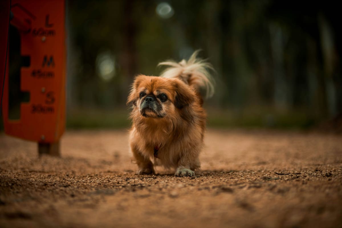 Pekinés. Foto: Unsplash