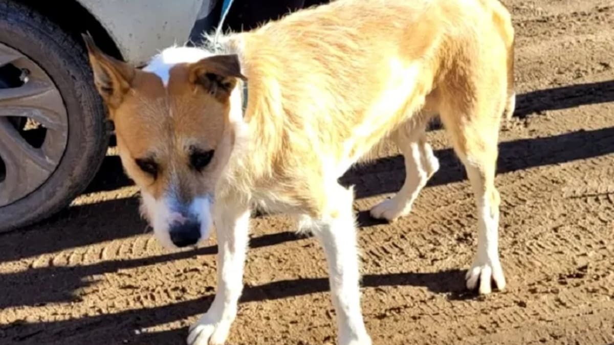 Perejil, el perro acusado de matar a una nena en Chubut, fue trasladado a un refugio con custodia policial