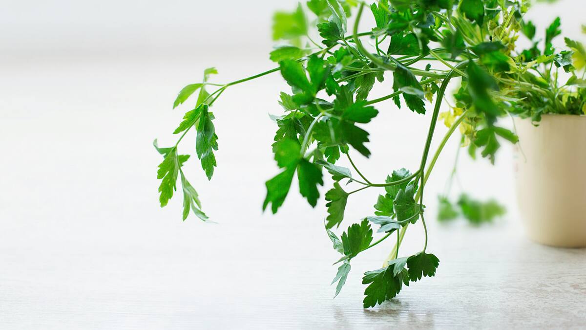 Perejil. Foto: Unsplash.