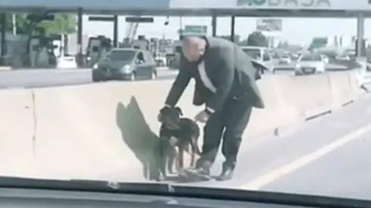 Perrito rescatado en autopista, captura video
