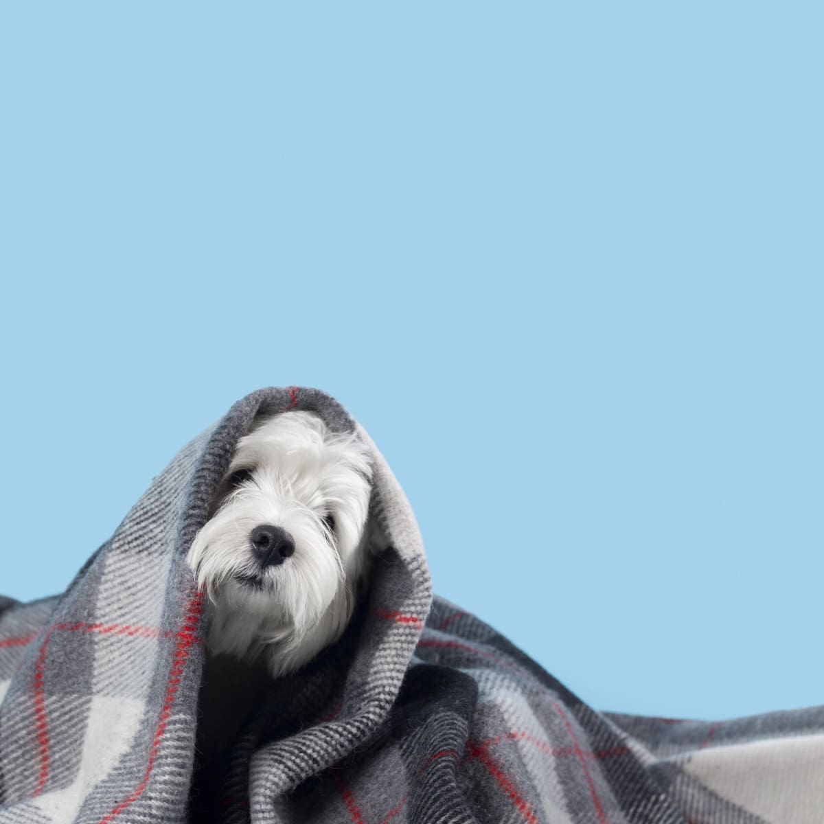 Perro abrigado, ola de frío. Foto: Freepik