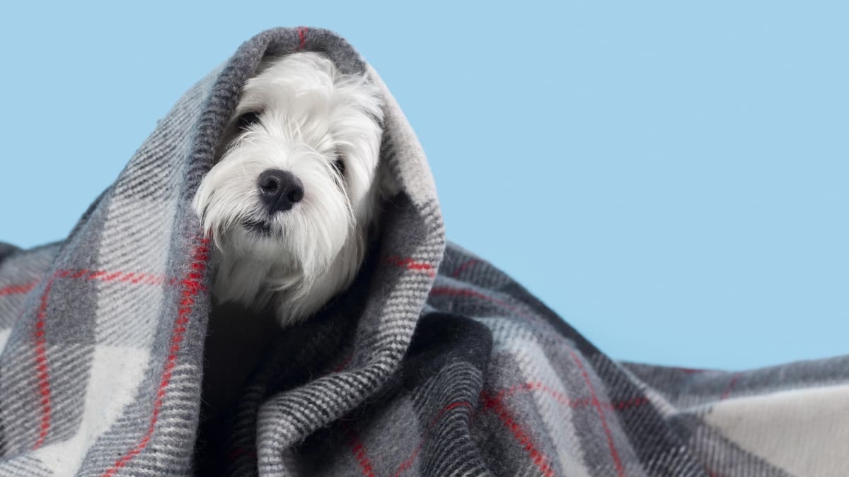 Frío extremo en Buenos Aires: cómo proteger a perros y gatos de las bajas temperaturas