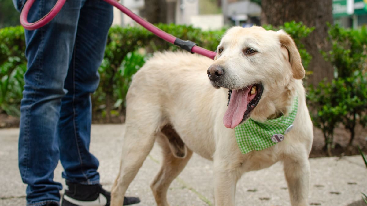 Las primeras 24 horas de un perro adoptado son clave: qué hacer para que se sienta seguro y qué conviene evitar