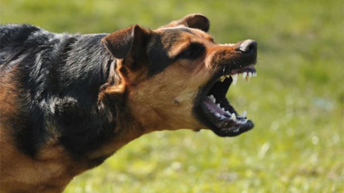 Perro agresivo