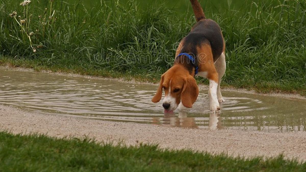¿Es peligroso que los perros y gatos tomen agua de lluvia Qué dicen los expertos y cuándo hay que preocuparse