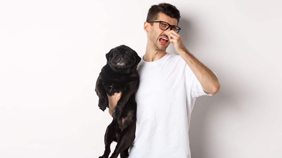 Perro, animales.