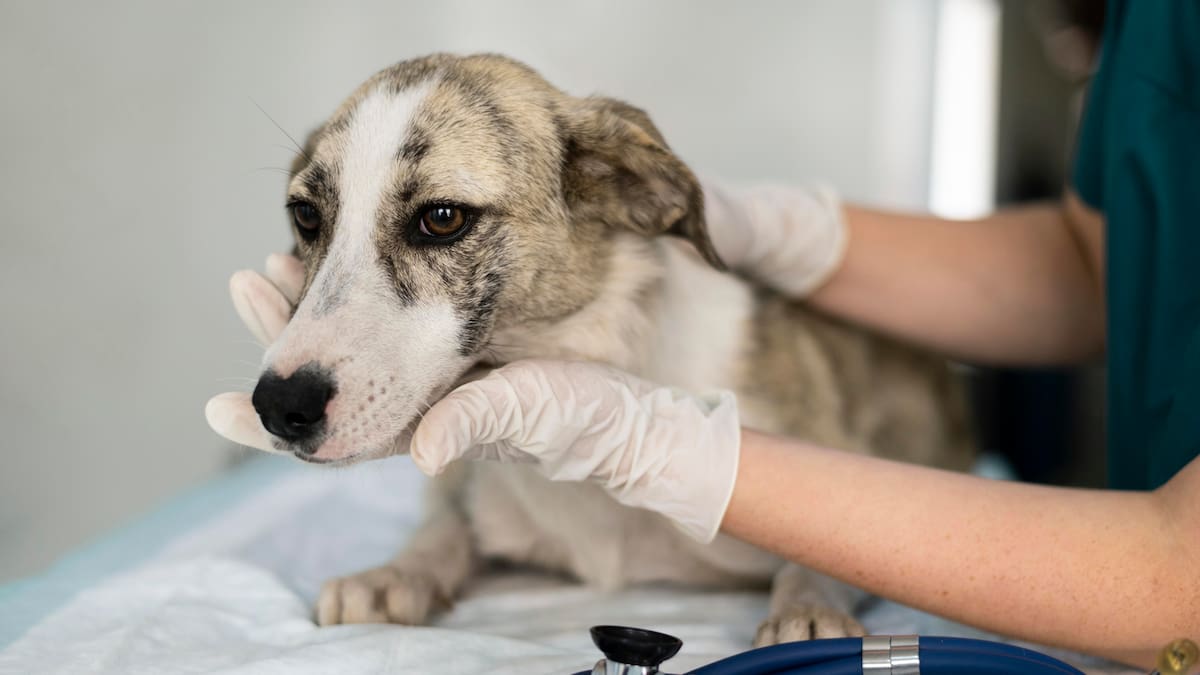 Diego Ferrera, veterinario: “Una intoxicación muy común y siempre de pronóstico reservado es cuando le colocan una pipeta para perros a un gato”