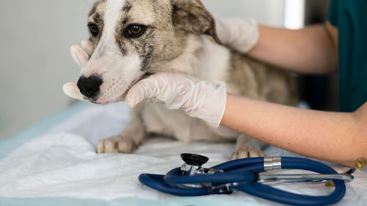 Diego Ferrera, veterinario: “Una intoxicación muy común y siempre de pronóstico reservado es cuando le colocan una pipeta para perros a un gato”