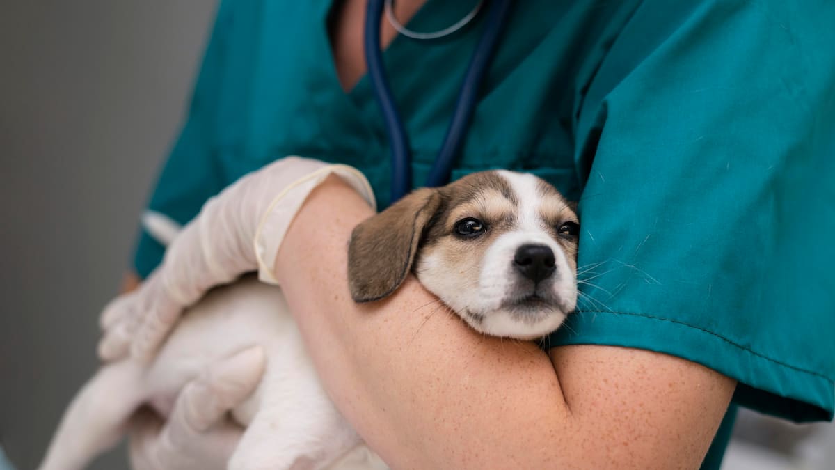 “Es potencialmente mortal”: qué hacer si un perro o un gato se intoxica, según el veterinario Diego Ferrera