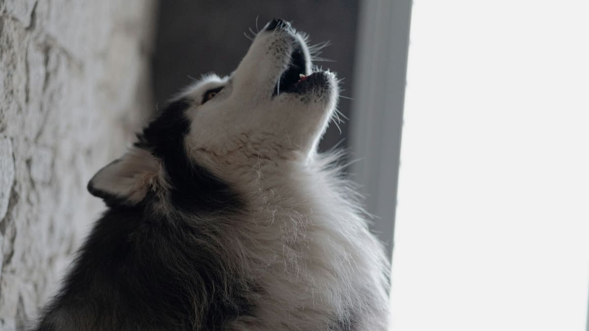 Los perros aúllan cuando escuchan música y hay una explicación científica ancestral.
