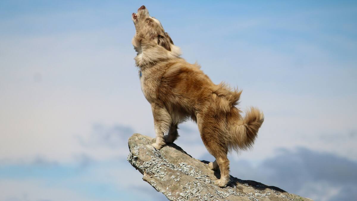 Perro, aullido. Foto: Unsplash.