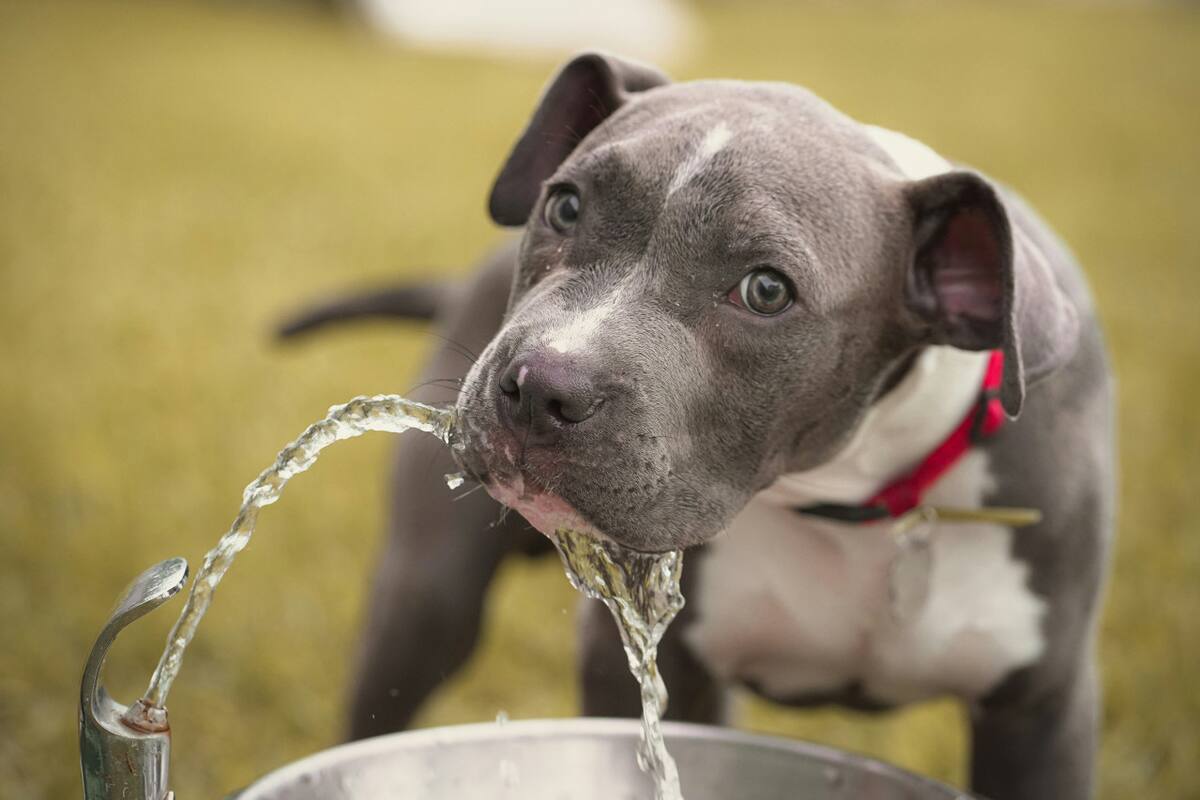 Perro; bebedero; agua. Foto: Unsplash.
