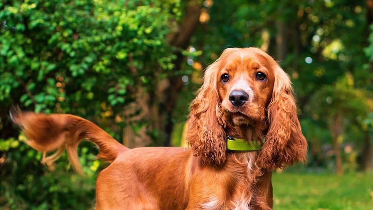 Como cuidar y mantener sano un perrito Cocker