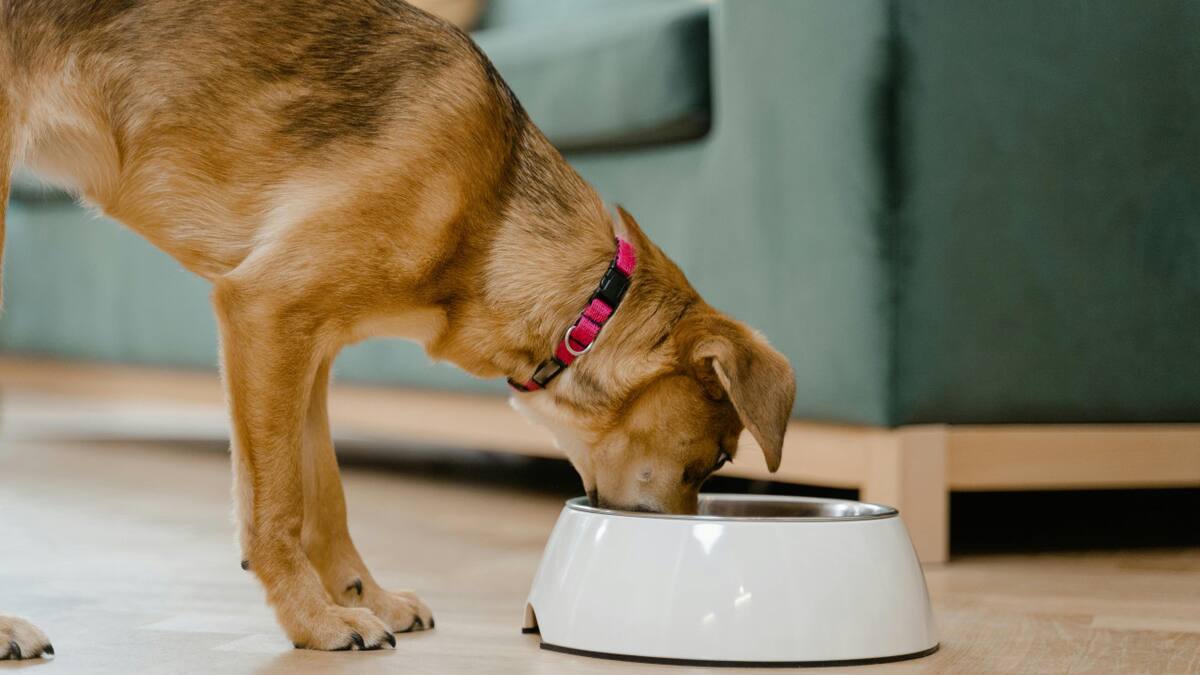 Perro, comedero, animales. Foto: Pexels.
