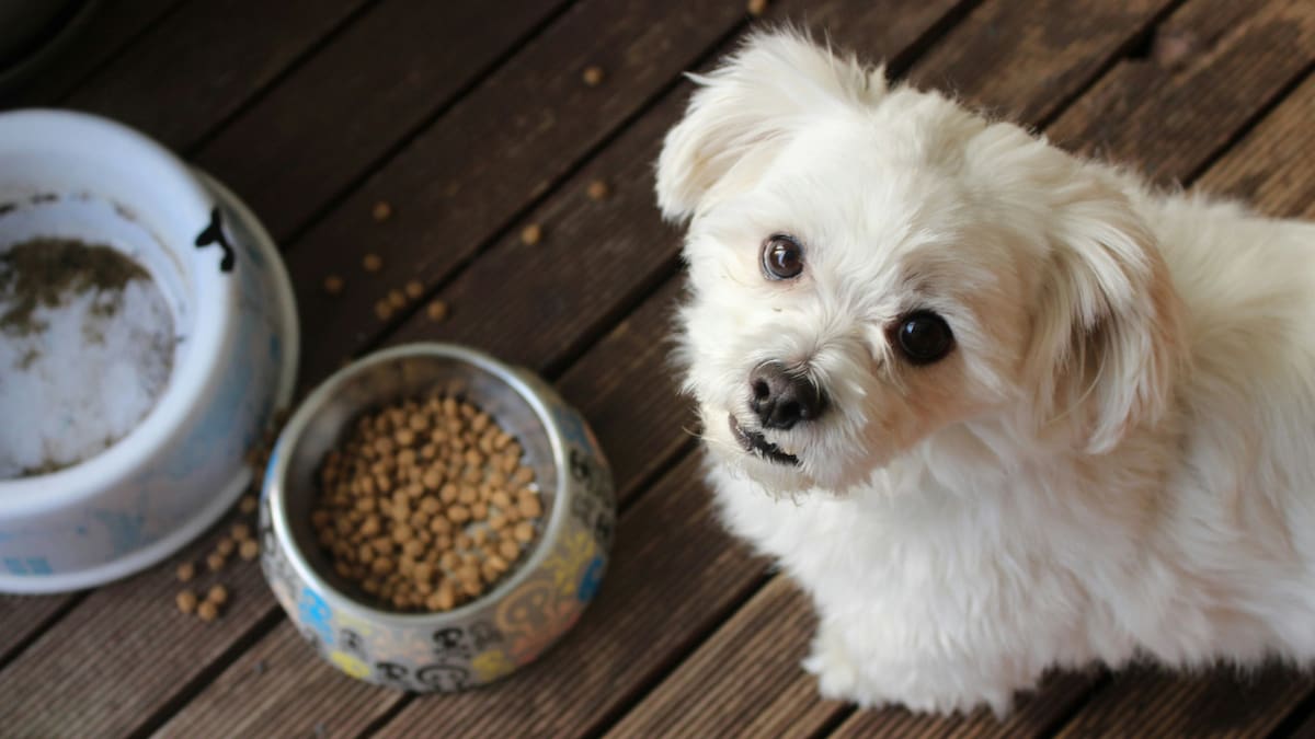 Perro, comida. Fuente: Unsplash