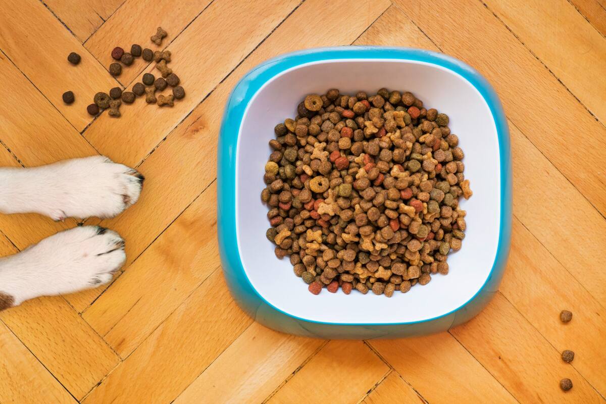 Perro, comida. Fuente: Unsplash