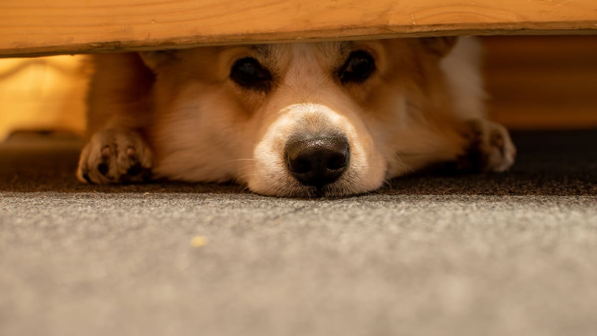 Perro debajo de una mesa.