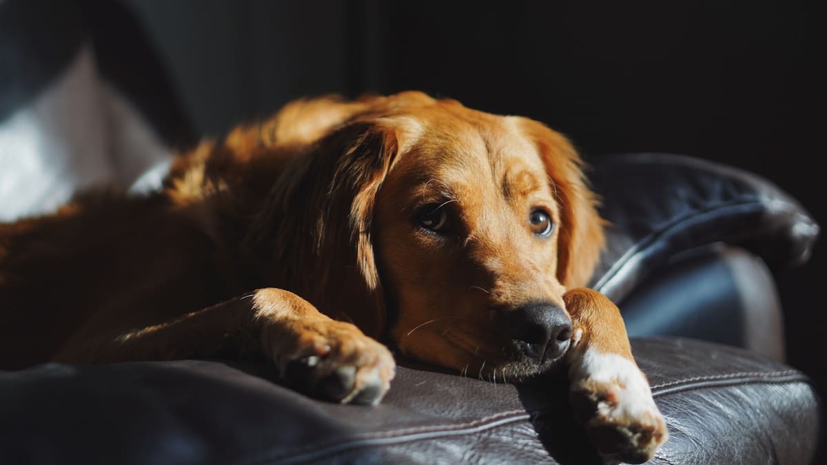 ¿Por qué los perros despiertan a sus dueños por la noche?