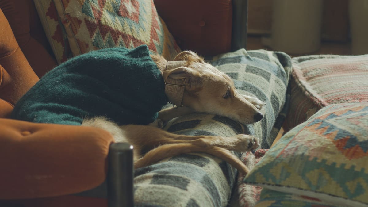 Perro en el sillón.
