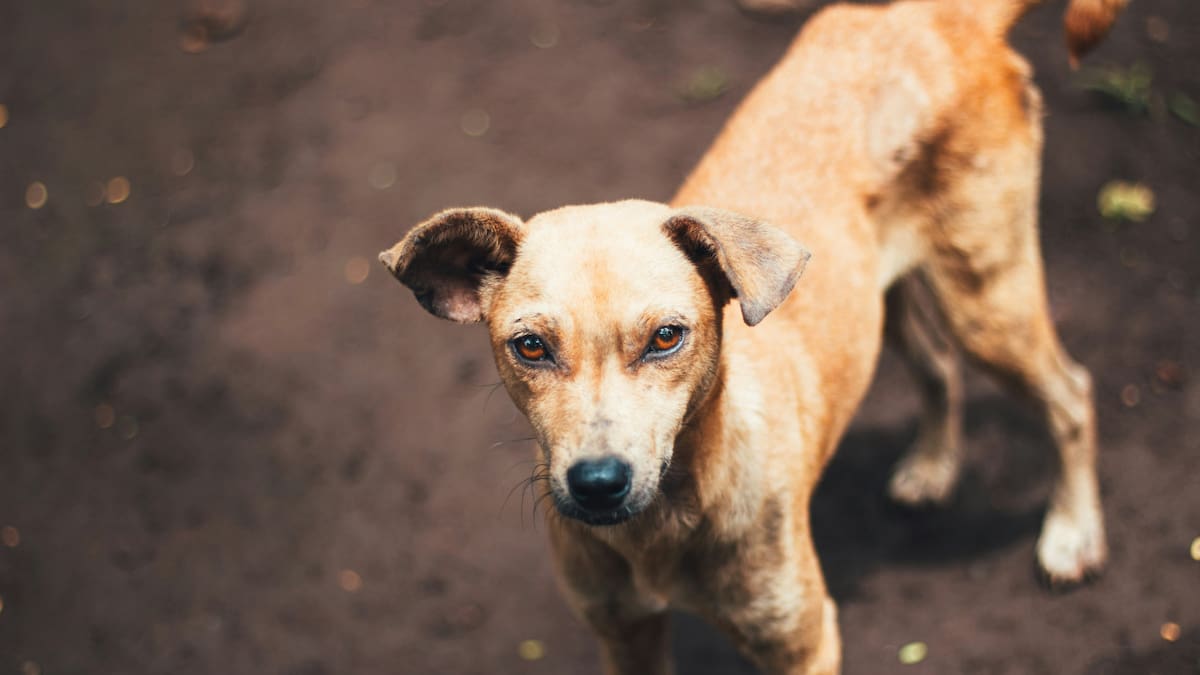Aprende a interpretar las señales de tu perro. Foto: Unsplash