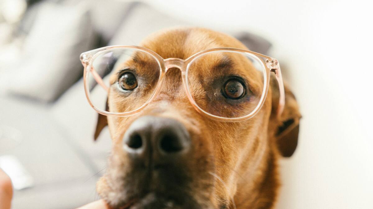 Perro. Foto: Unsplash