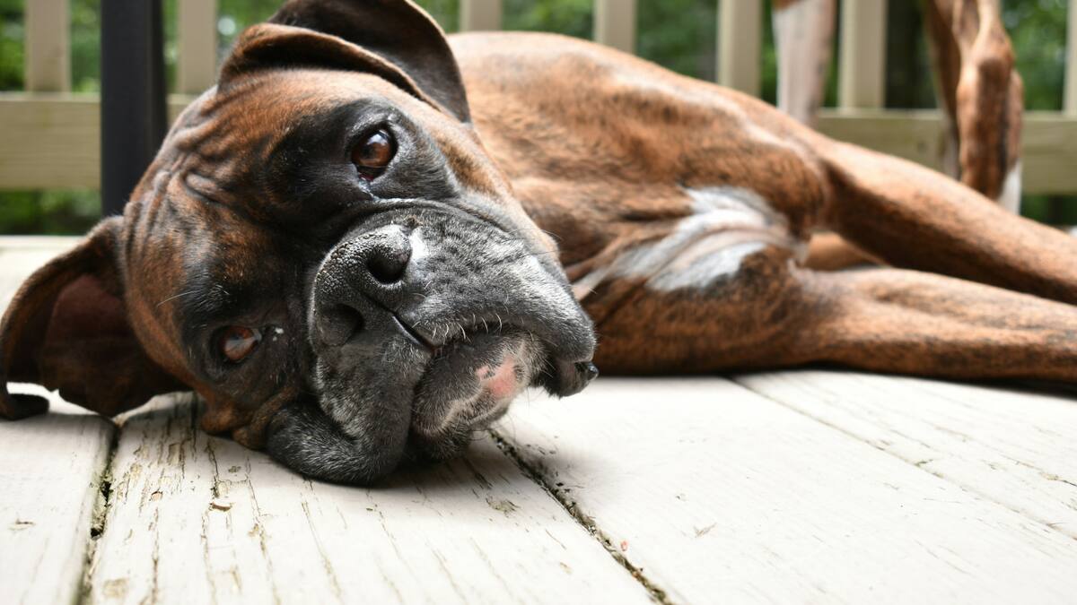Por qué los perros giran en círculos antes de acostarse. Foto Unsplash.