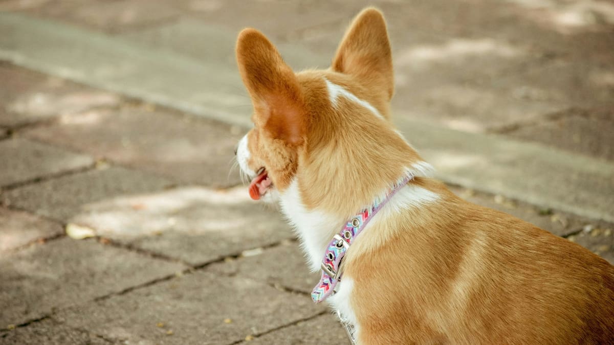La raza de perro más antigua. Foto Unsplash.