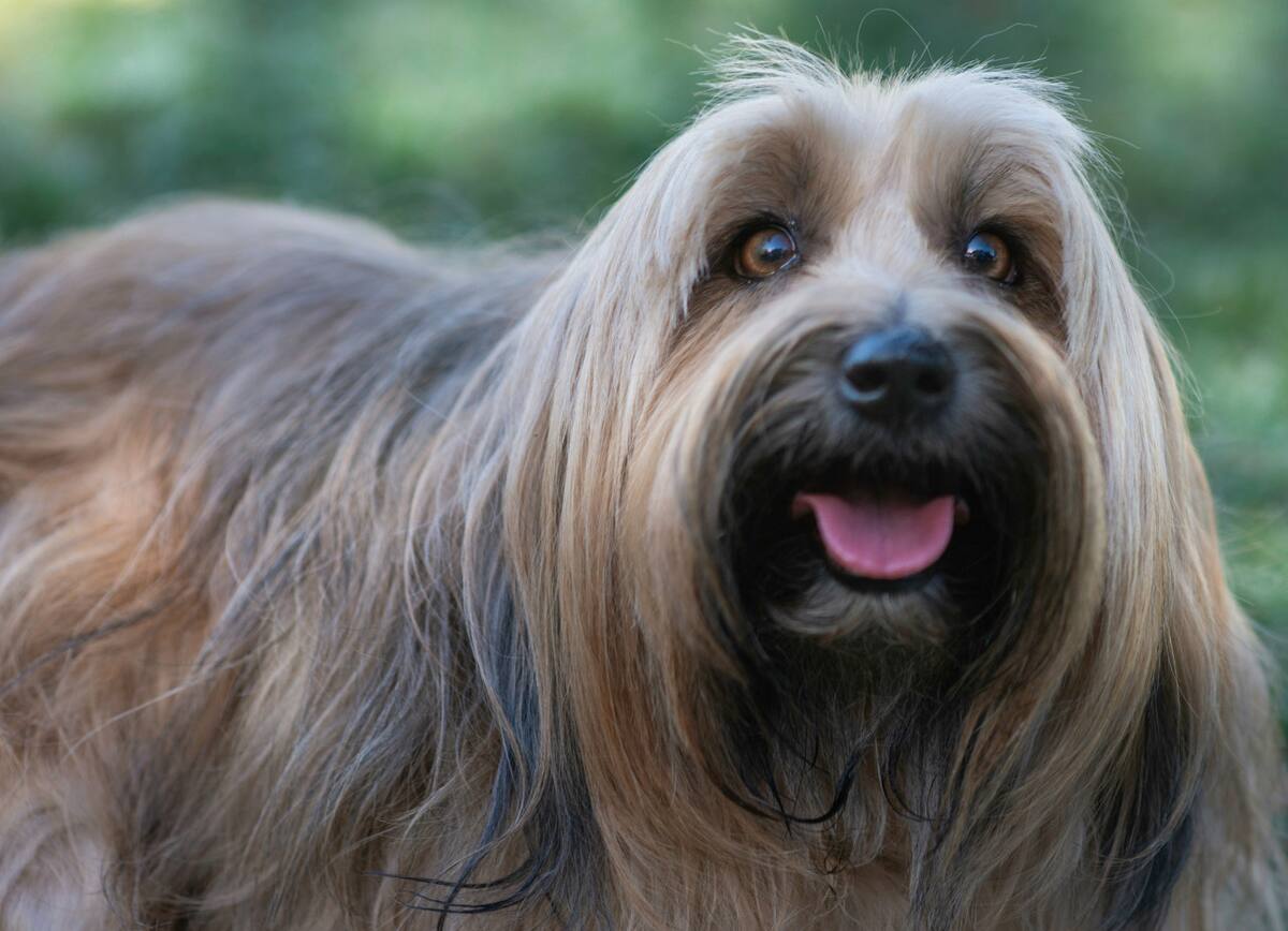 Perro. Foto Unsplash.