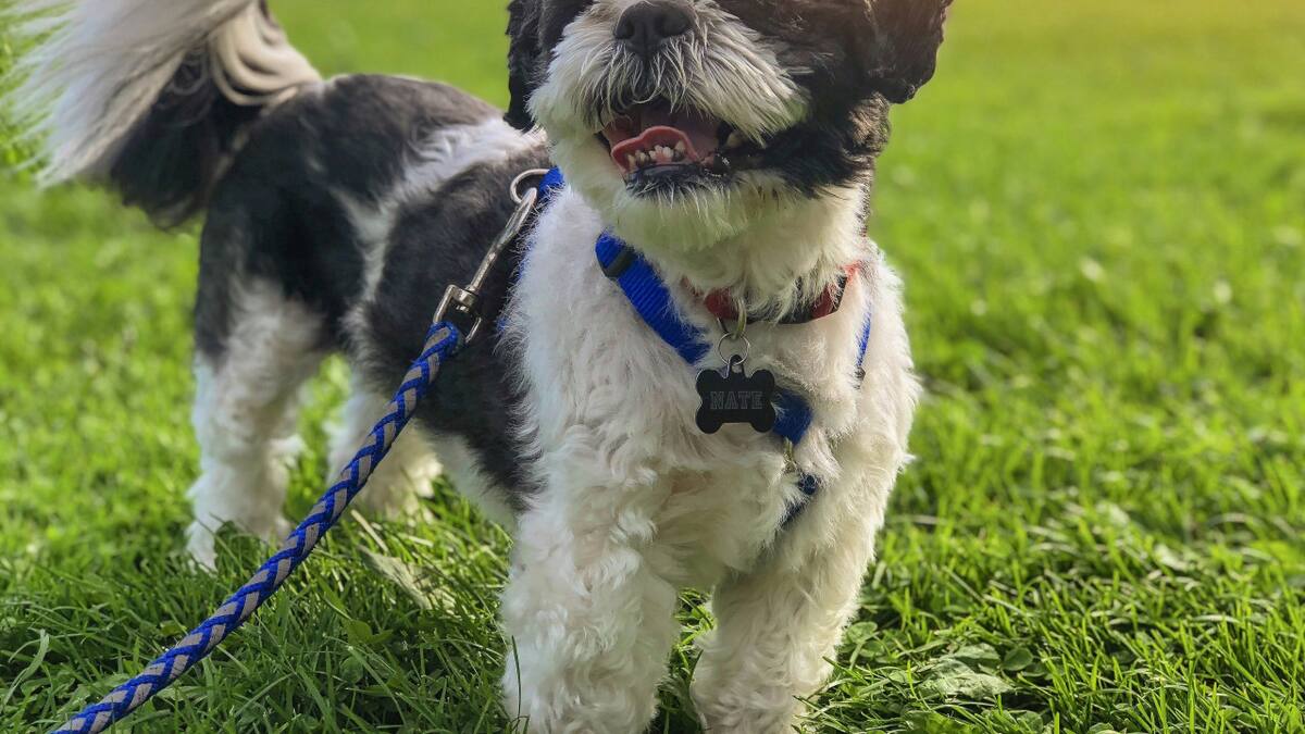 Perro. Foto: Unsplash