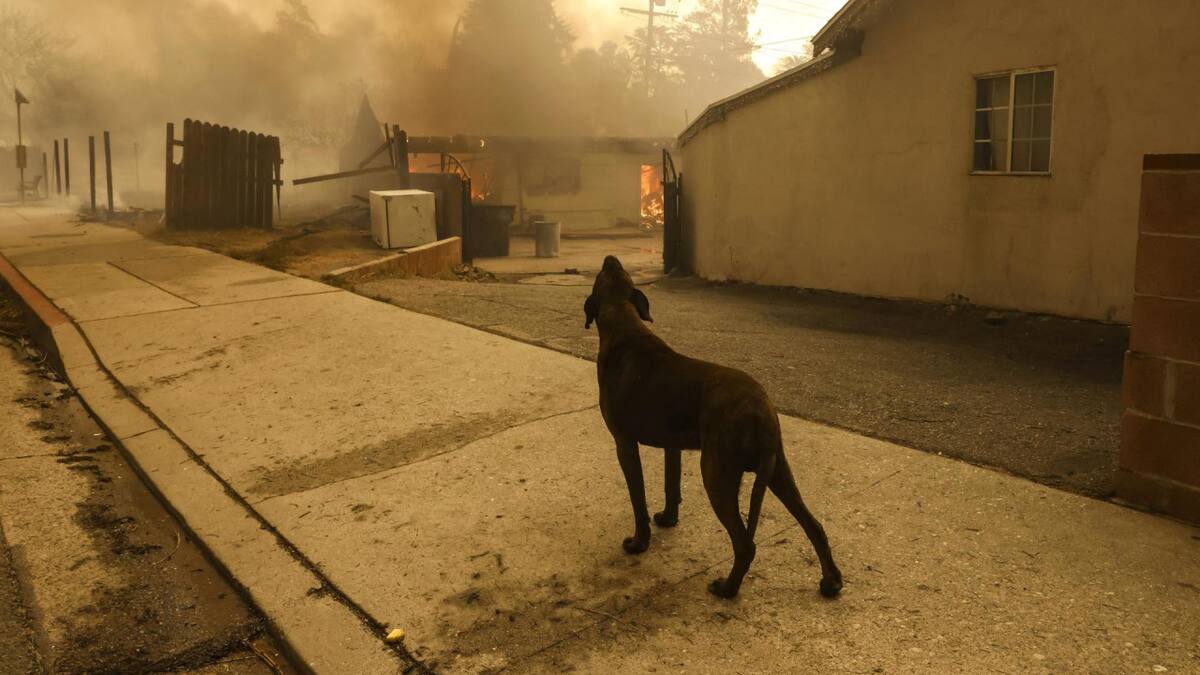 Perro frente al incendio en Los Ángeles. Foto: EFE.
