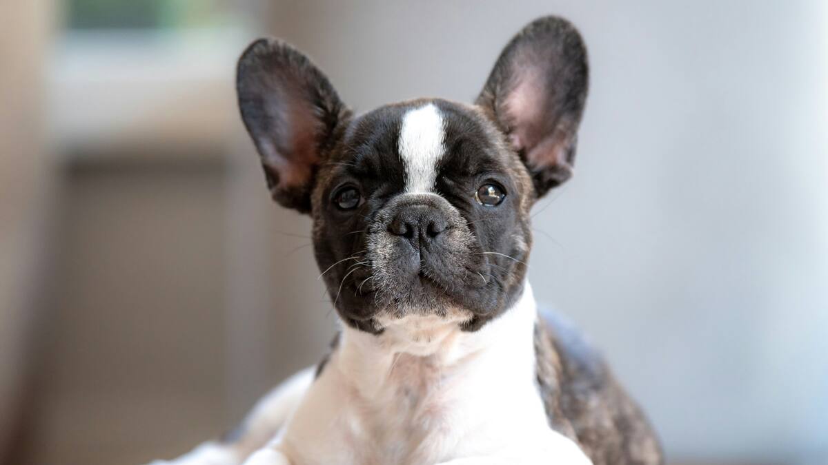Perro. Fuente: Unsplash