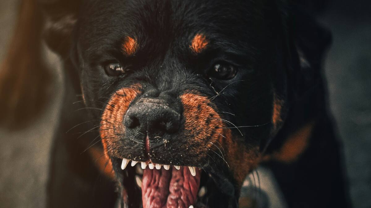 El motivo por el cual los perros sólo les ladran a ciertas personas