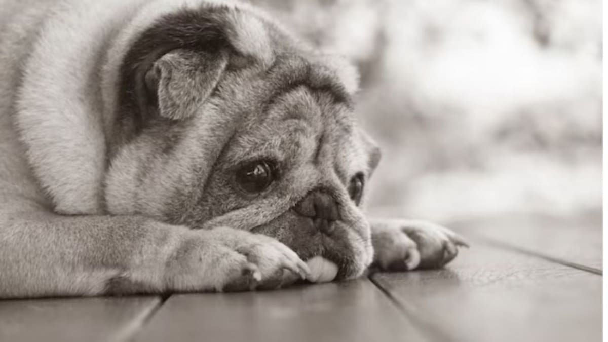 ¿Irritación o emoción?: por qué lloran los perros, según los expertos