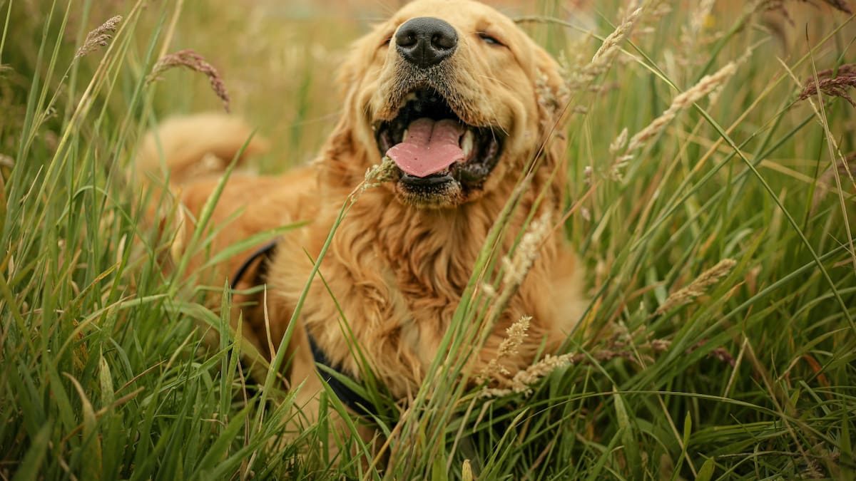 Perro; mascota. Foto: Unsplash