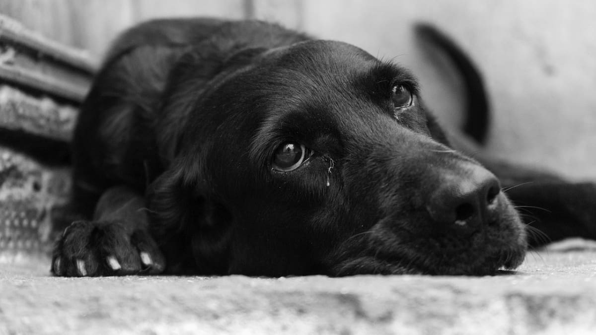 Las vacunas son la herramienta más efectiva para proteger a perros y gatos. Foto: Unsplash.