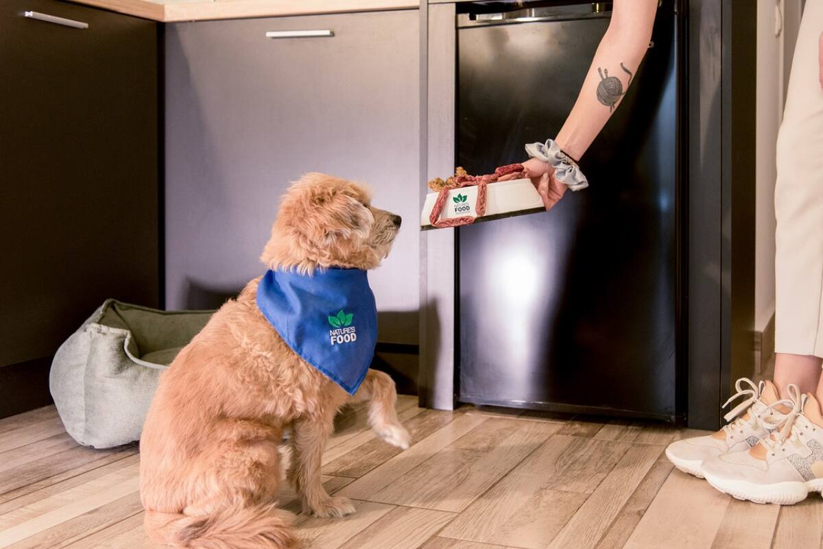 Perro; mascota. Foto: Unsplash.