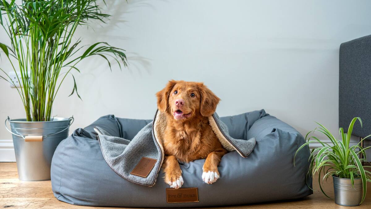 Cómo cuidar a tu perro cuando no estas en casa.
