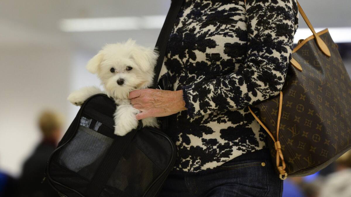 Perro, mascota, viaje. Foto: EFE.