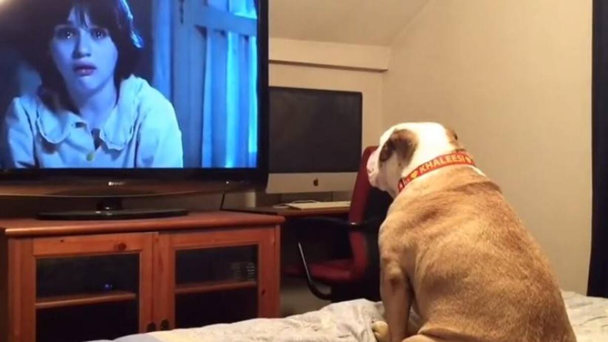 Perro mira película de terror