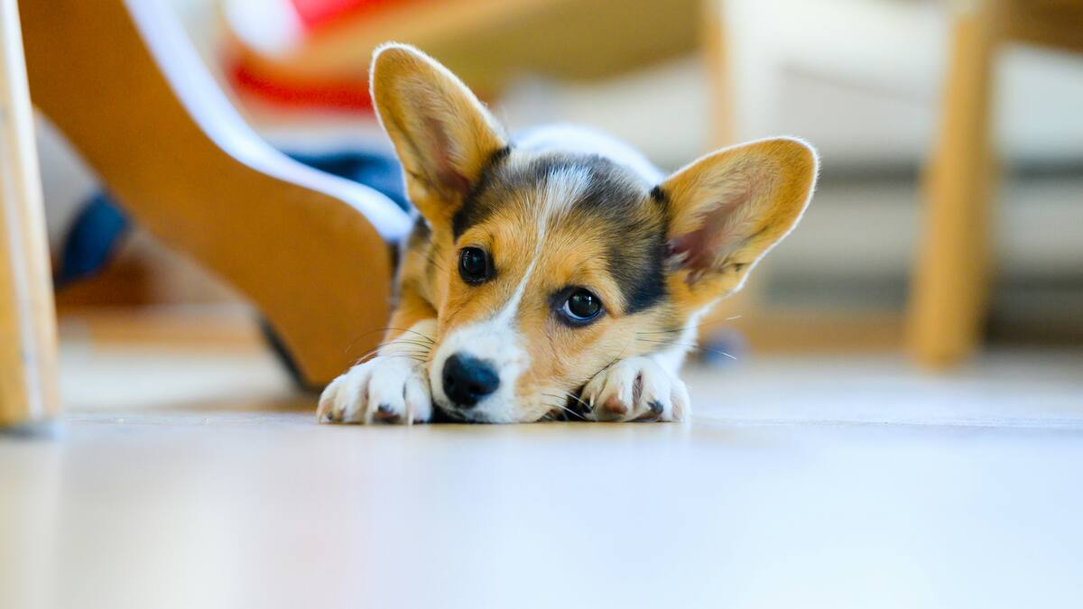 Los perros aprendieron a poner expresión tierna para comunicarse con los humanos.